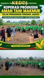 KPTAM Pardomuan Mulai Tanam Jagung Serentak, Target Rampung Akhir Oktober